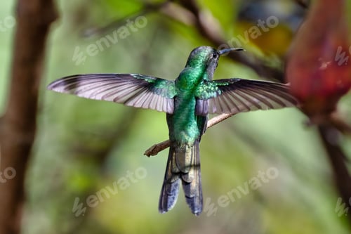 Preview: Small Cuban emerald (Riccordia ricordii) bird in its natural habitat
