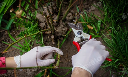Preview: pruning tree branches. Pruning a tree in spring, cleaning the garden.