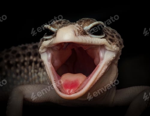 Preview: leopard gecko max snow