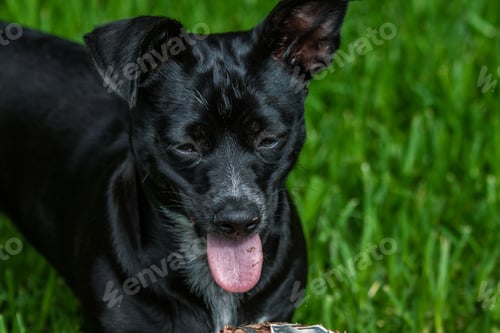 Preview: Dog outside with tongue out on grass