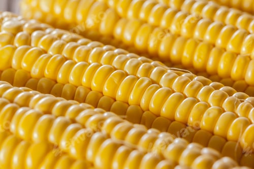 Preview: corn background