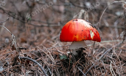 Preview: Fly agaric mushroom in the wood