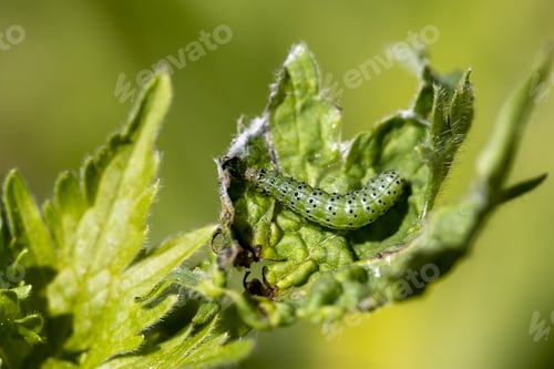 Preview: Green leafworm caterpillar on a delphinium plant