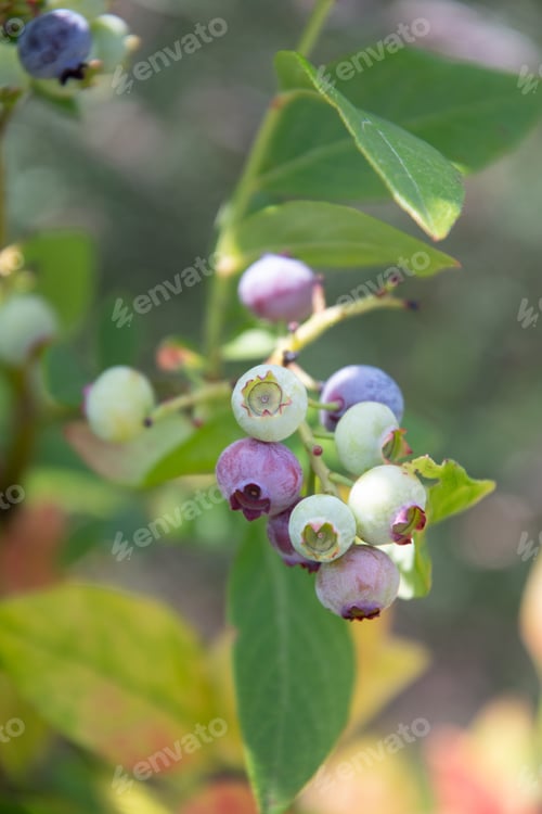 Preview: colorful unripe green, blue, purple blueberries on a branch, summer harvest