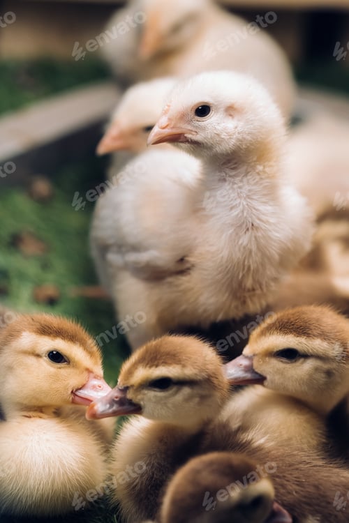 Preview: Little chickens and ducklings bask in the sun on the grass