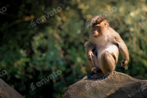 Preview: Monkey sitting on a rock in a natural forest environment with sunlight filtering through the trees.