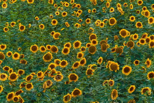 Preview: Sunflower field at sunset time