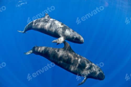 Preview: False killer whales