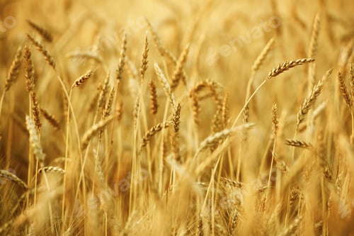 Preview: Wheat Field