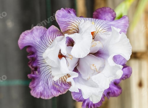 Preview: Beautiful multicolored iris flower.