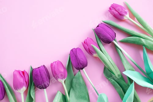 Preview: beautiful pink tulips on pink background