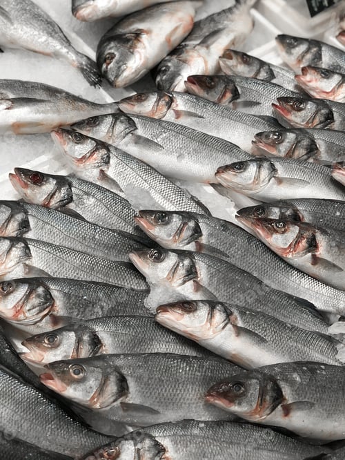 Preview: Many fresh sea bass on ice at showcase fish market