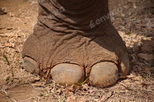 Preview: Closeup of elephants foot in Cambodian jungle