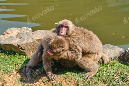 Preview: Two Japanese Macaque playing at Arashiyama Monkey Park Iwatayama.
