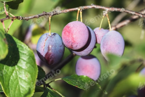 Preview: Plums on plum tree brunch in the garden