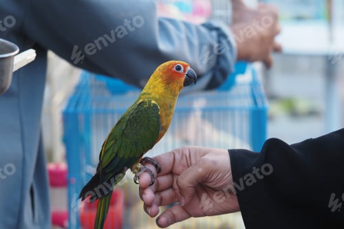 Preview: Colorful parrot perched on a person's hand in market
