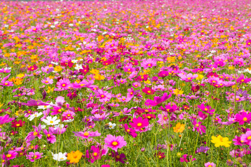 Preview: Cosmos flower field. Cosmos flower blossom in garden.