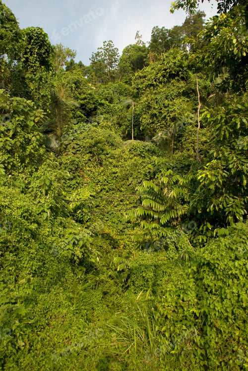 Preview: Asian jungle on Malaysian island