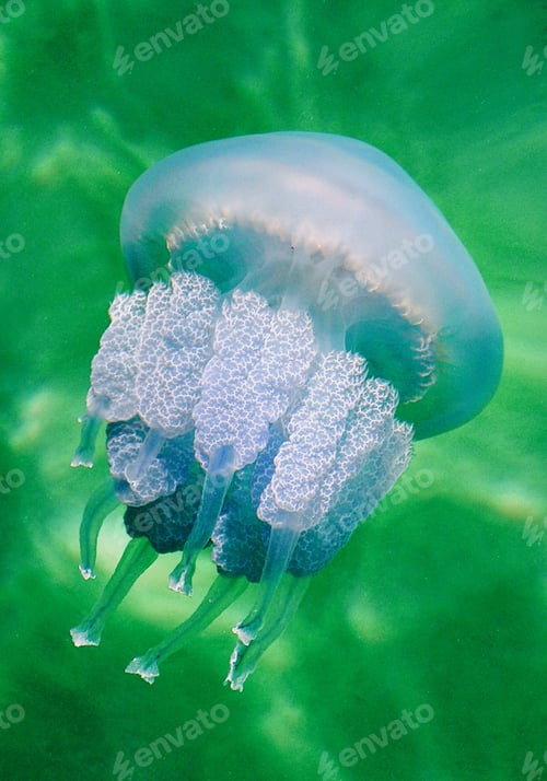 Preview: beautiful jellyfish swims in the sea