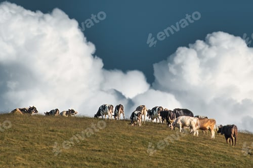 Preview: Flock of cows in the meadow