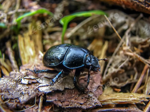 Preview: A picture of big beautiful beetle