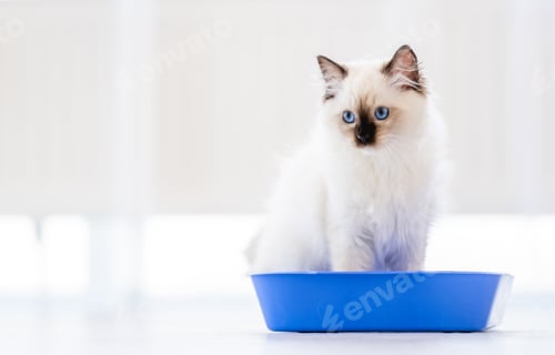 Preview: Ragdoll cat in light room