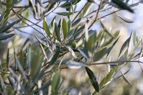 Preview: Olive tree branch with leaves in sunlight