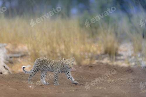 Preview: Selective focus shot of a baby cheetah walking around