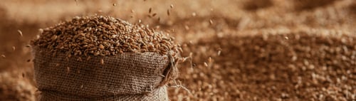 Preview: Harvested wheat grain in a linen sack Horizontal images