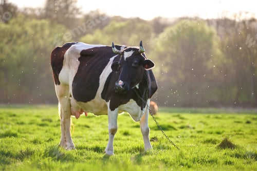 Preview: Milk cow grazing on green farm pasture on summer day. Feeding of cattle on farmland grassland