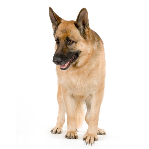 Preview: german shepherd / alsatian, police dog