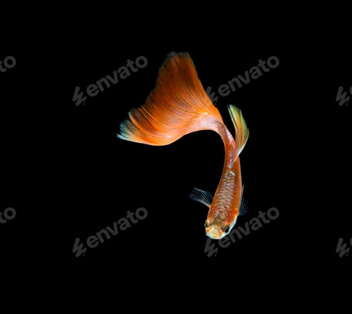 Preview: Guppy fish isolated on black background.