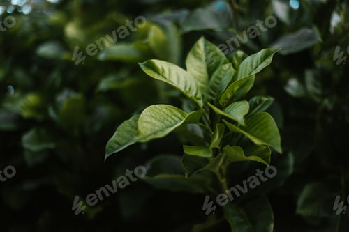 Preview: Leaves of green plant in garden