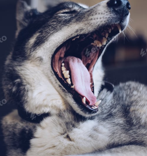 Preview: A portrait of a husky dog with his mouth open wide yawning