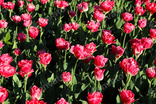 Preview: Beautiful crimson tulips lit by the sun in spring park