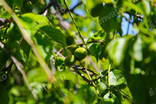 Preview: Prunus mume fruits on tree