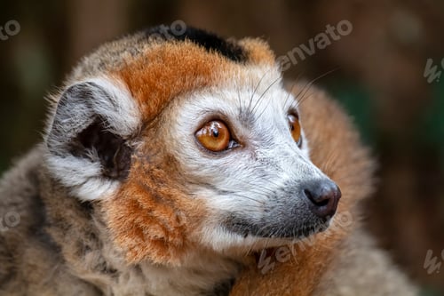 Preview: Male Crowned Lemur