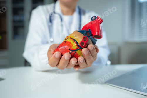Preview: doctor shows a model of how the heart system works, doctors explaining symptoms