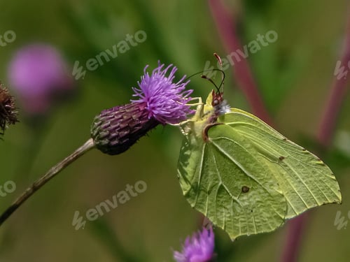 Preview: Butterfly on a flowers