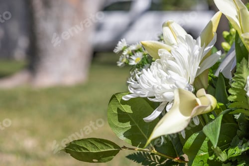 Preview: Close-up photo of fresh flowers