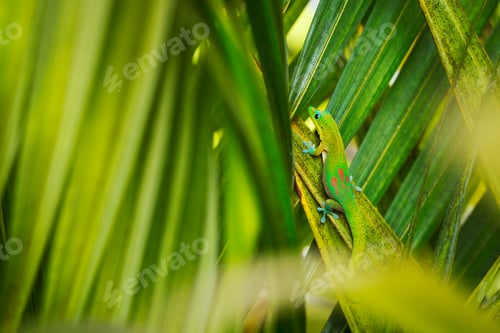 Preview: Tropical Lizard