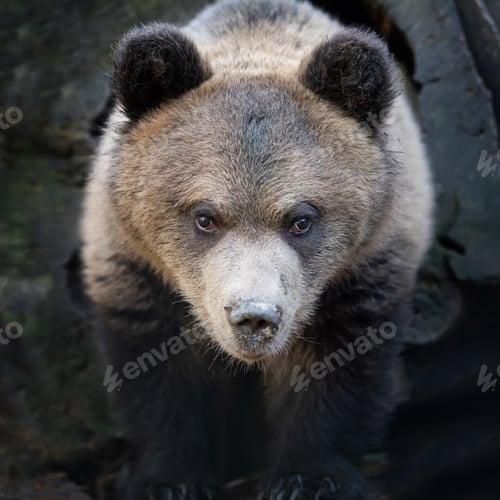 Preview: Close up bear cub portrait