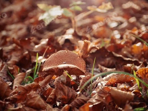 Preview: Wild Mushroom Among Autumn Leaves in Forest Floor Close-Up