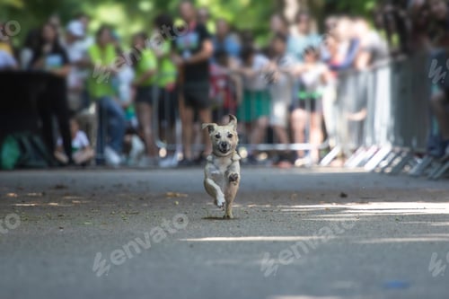 Preview: Dog agility competition.