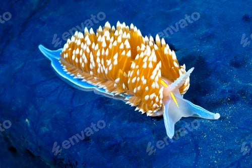 Preview: Colorful nudibranch