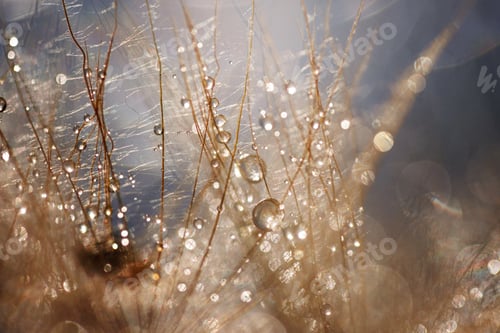 Preview: Abstract dandelion flower background. Seed macro closeup. Soft focus