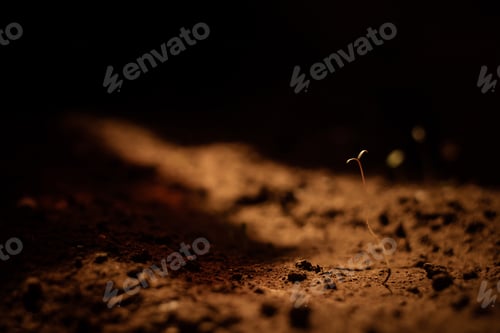 Preview: the concept of Mars colonization the first plant to sprout from alien soil