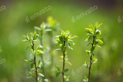 Preview: blurred spring background