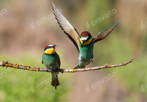 Preview: European Bee-eater. The male bird returns from the hunt, sits on a branch near his female