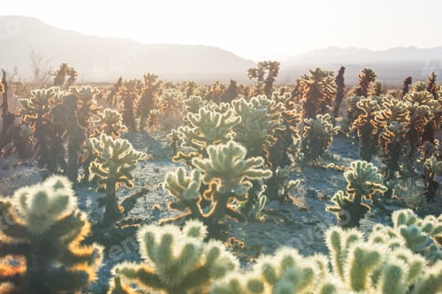 Preview: Cactus